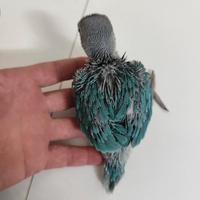 Pullo Parrocchetto dal Collare Blu 30 giorni