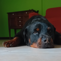 Rottweiler maschio per monta