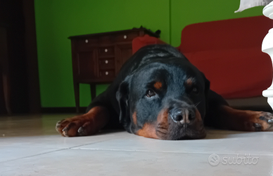 Rottweiler maschio per monta