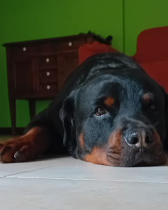 Rottweiler maschio per monta