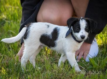 Cuccioli maschi due mesi e mezzo