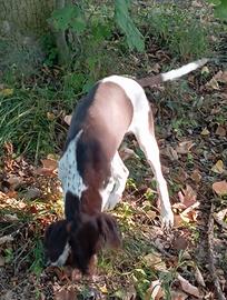 Bracco Pointer da tartufi