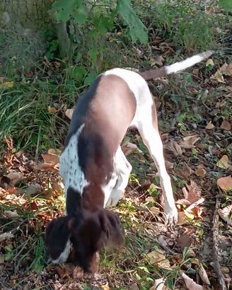 Bracco Pointer da tartufi