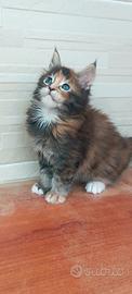 Cucciola Maine Coon