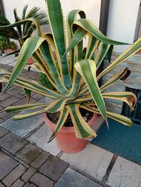 agave striata
