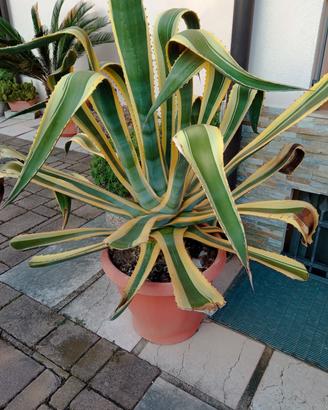 agave striata