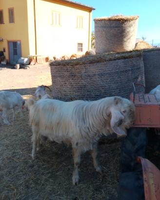 Becco razza ionica