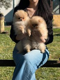 Cuccioli Spitz Tedesco Nano (Pomerania)
