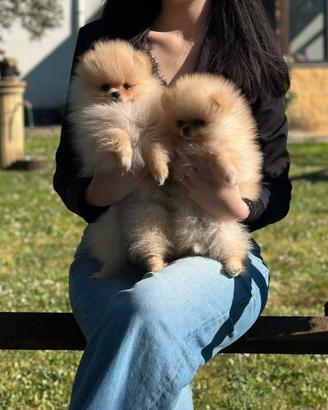 Cuccioli Spitz Tedesco Nano (Pomerania)