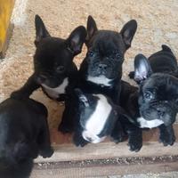 Bulldog Francese cuccioli