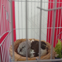 Pulcini di quaglia cinese