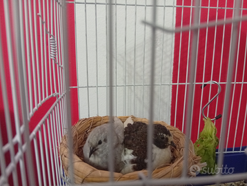 Pulcini di quaglia cinese