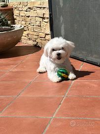 Cucciola maltese