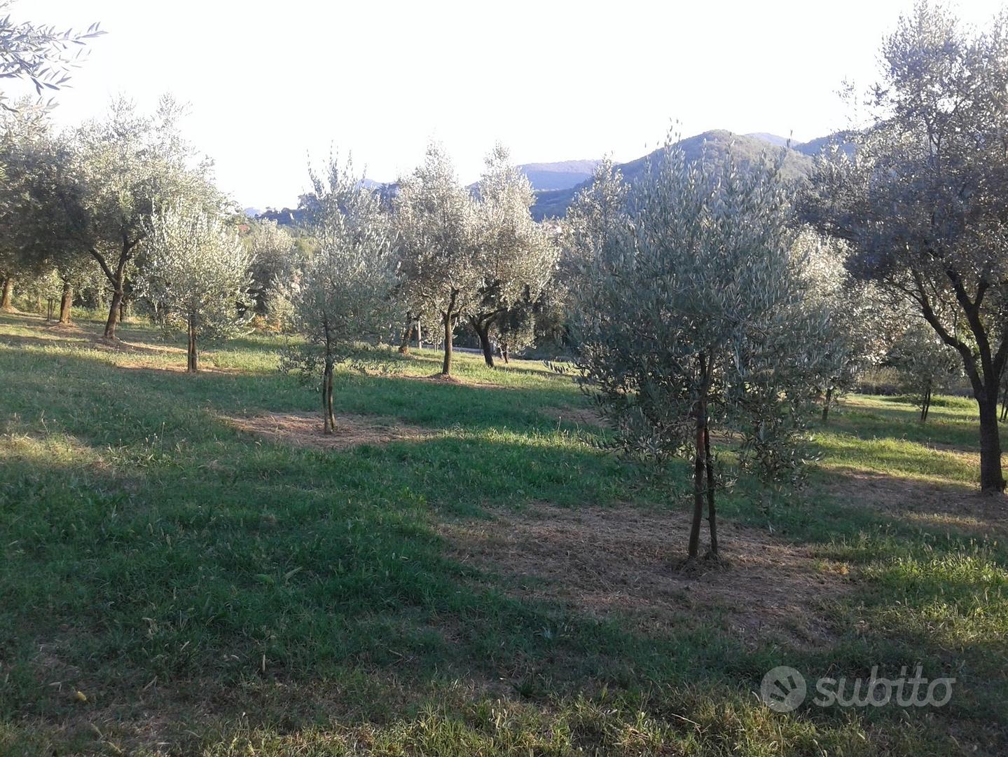Terreno a oliveto e bosco - Vista 4