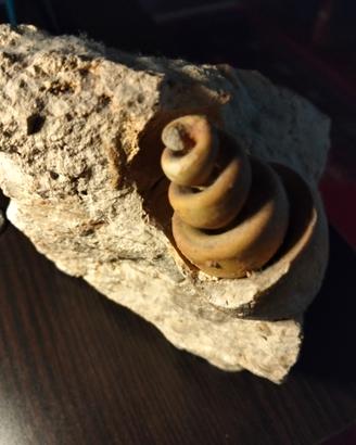 fossile