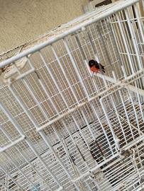 Cardinalino del Venezuela