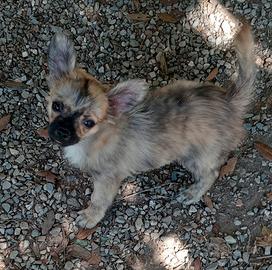 Chihuahua cucciolo pedigree
