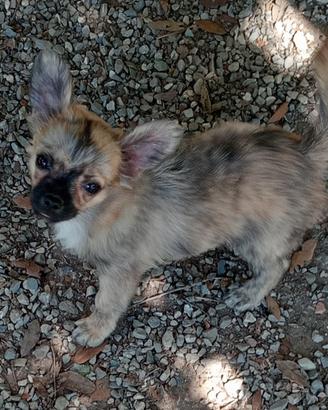 Chihuahua cucciolo pedigree