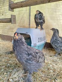 Pulcinotti olivegger