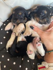 Bassotto a pelo lungo