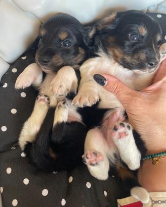 Bassotto a pelo lungo