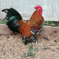 Gallo sabelpoot