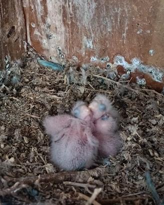 Parrocchetti Monaci allevati Mano blue
