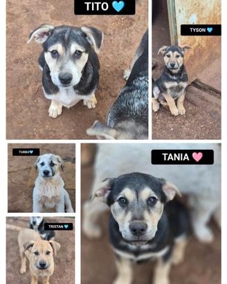 Tania tito turbo tyson tristan