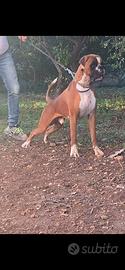 Boxer maschio con pedigree disponibile per monta