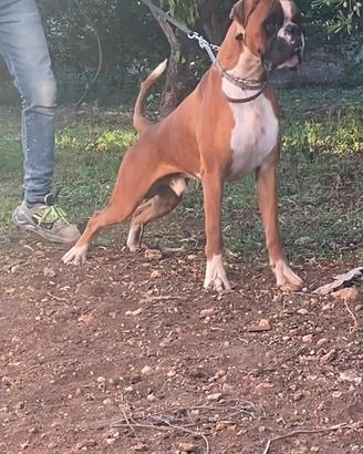 Boxer maschio con pedigree disponibile per monta