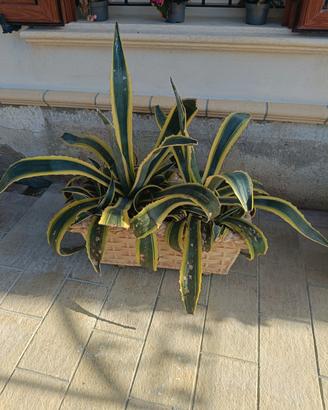 pianta grassa 