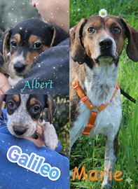 Meravigliosi cuccioli