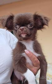 Chihuahua pelo lungo maschio