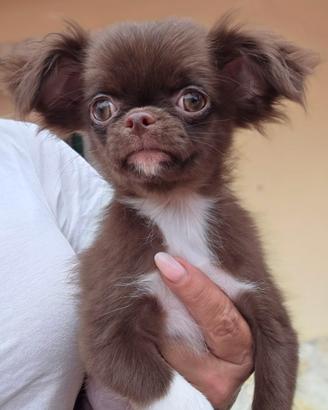 Chihuahua pelo lungo maschio