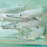 Platinam gar luccio aligetar