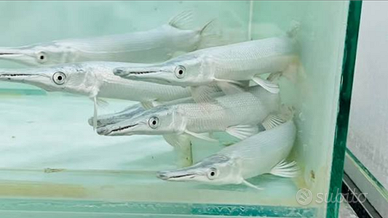 Platinam gar luccio aligetar