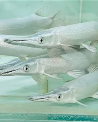 Platinam gar luccio aligetar