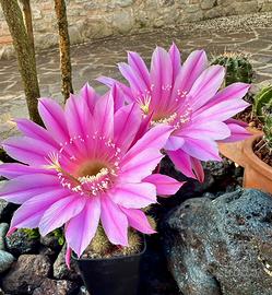 Cactus Echinopsis ibridi