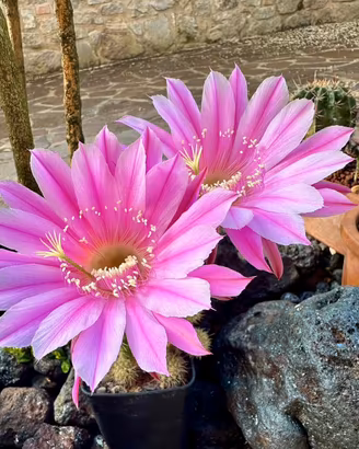 Cactus Echinopsis ibridi