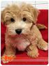 cuccioli-di-bichon-havanais