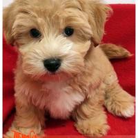 Cuccioli di BICHON HAVANAIS