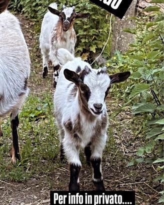 Capra tibetana