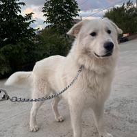 Pastore Maremmano Abruzzese per monte