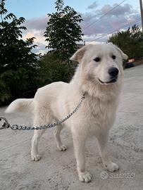 Pastore Maremmano Abruzzese per monte