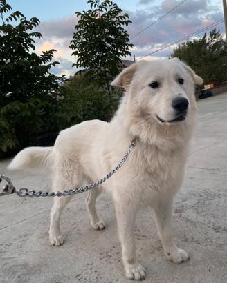 Pastore Maremmano Abruzzese per monte