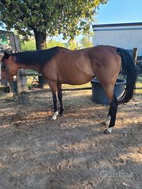 Cavallo