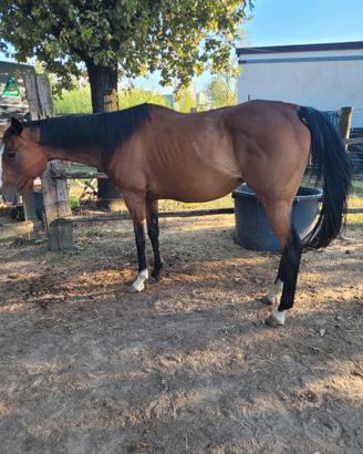 Cavallo