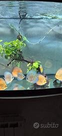 Discus