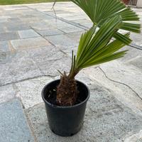 Palma da giardino