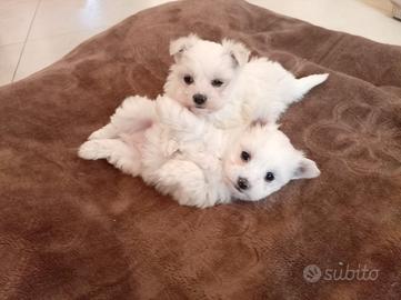 Cuccioli maltese